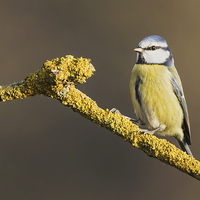 Buy canvas prints of  Blue tit standing on lichen covered branch by Ian Duffield