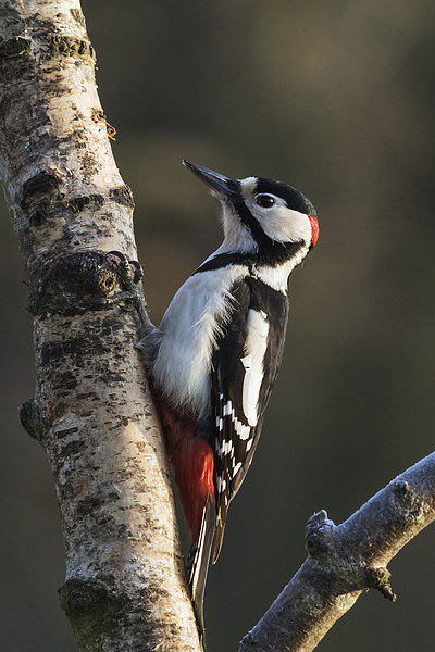  Greater Spotted Woodpecker on silver birch Picture Board by Ian Duffield