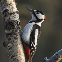 Buy canvas prints of  Greater Spotted Woodpecker on silver birch by Ian Duffield