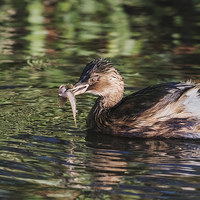 Buy canvas prints of  Dabchick with a fish by Ian Duffield
