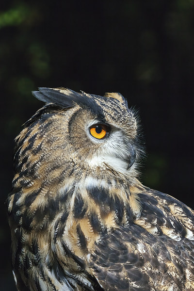 Eagle owl close-up  Picture Board by Ian Duffield