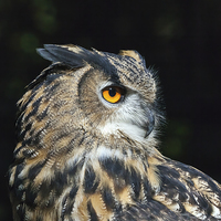 Buy canvas prints of Eagle owl close-up  by Ian Duffield
