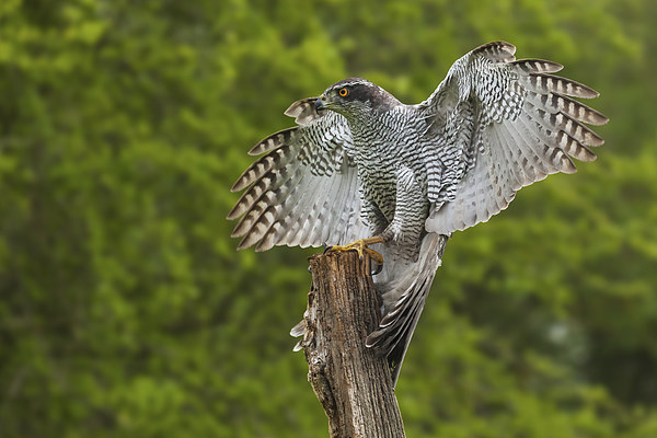  Goshawk finding its balance on a wooden post Picture Board by Ian Duffield