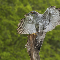 Buy canvas prints of  Goshawk finding its balance on a wooden post by Ian Duffield