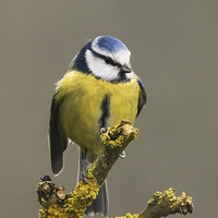 Buy canvas prints of  Macho blue tit by Ian Duffield