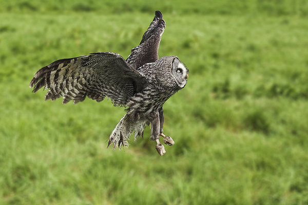 Great grey owl in flight  Picture Board by Ian Duffield