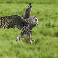 Buy canvas prints of Great grey owl in flight  by Ian Duffield