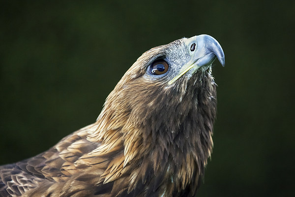  Golden Eagle looking up Picture Board by Ian Duffield