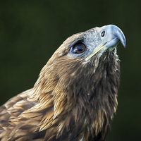Buy canvas prints of  Golden Eagle looking up by Ian Duffield