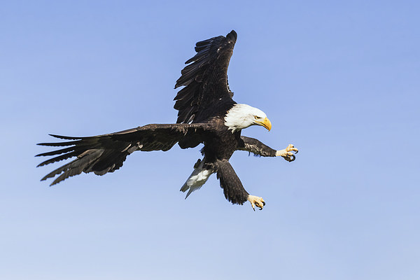  Bald eagle ripping through the sky Picture Board by Ian Duffield