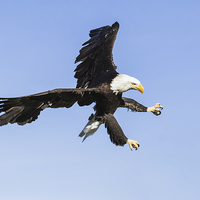 Buy canvas prints of  Bald eagle ripping through the sky by Ian Duffield