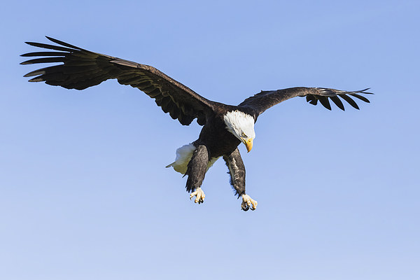 Bald Eagle about to pounce  Picture Board by Ian Duffield