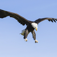 Buy canvas prints of Bald Eagle about to pounce  by Ian Duffield