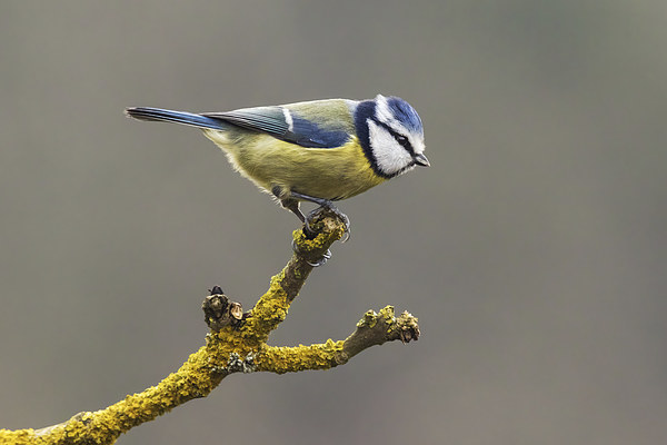  Blue tit about to fly Picture Board by Ian Duffield