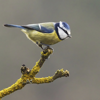 Buy canvas prints of  Blue tit about to fly by Ian Duffield