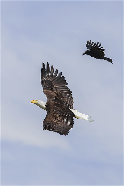  Bald Eagle flanked by a Carrion Crow Picture Board by Ian Duffield