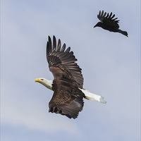 Buy canvas prints of  Bald Eagle flanked by a Carrion Crow by Ian Duffield