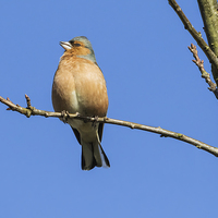 Buy canvas prints of Male chaffinch singing heartily in the sunshine by Ian Duffield