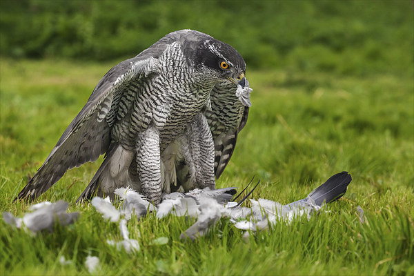  Goshawk struggling with his pigeon dinner Picture Board by Ian Duffield