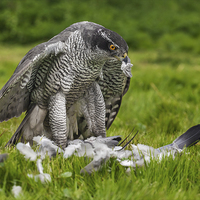 Buy canvas prints of  Goshawk struggling with his pigeon dinner by Ian Duffield