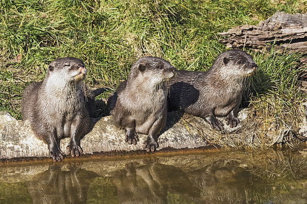  Three little otters sitting in a row Picture Board by Ian Duffield