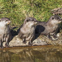 Buy canvas prints of  Three little otters sitting in a row by Ian Duffield