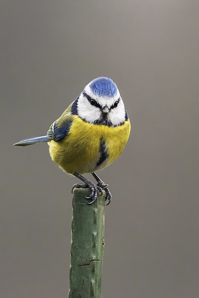  Blue tit atop a green pole Picture Board by Ian Duffield