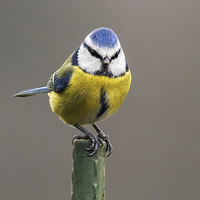 Buy canvas prints of  Blue tit atop a green pole by Ian Duffield