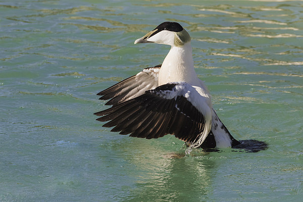  Eider in a flap Picture Board by Ian Duffield