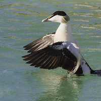 Buy canvas prints of  Eider in a flap by Ian Duffield