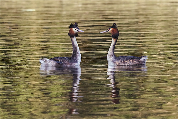  Great Crested Grebes courting Picture Board by Ian Duffield