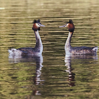 Buy canvas prints of  Great Crested Grebes courting by Ian Duffield