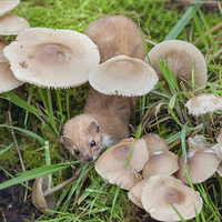 Buy canvas prints of  Weasel hunting amongst the toadstools by Ian Duffield