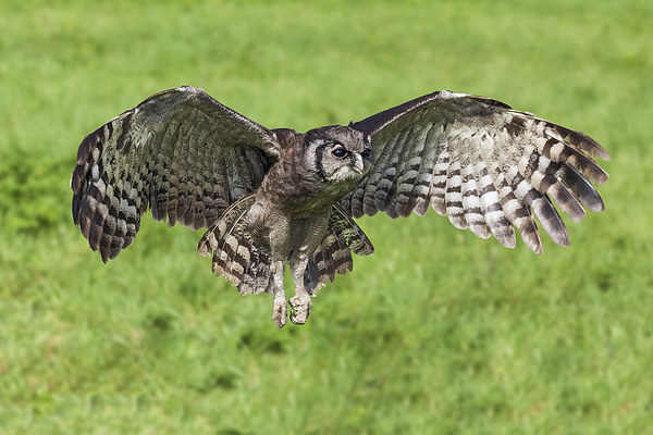  Verreaux's Eagle Owl in flight Picture Board by Ian Duffield