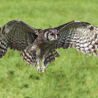 Buy canvas prints of  Verreaux's Eagle Owl in flight by Ian Duffield