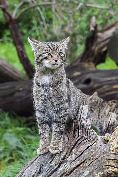 Scottish wildcat kitten on alert  Picture Board by Ian Duffield