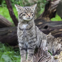 Buy canvas prints of Scottish wildcat kitten on alert  by Ian Duffield