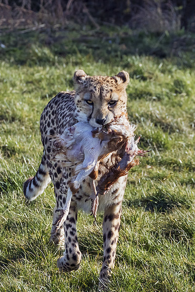  Cheetah carrying lunch Picture Board by Ian Duffield