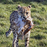 Buy canvas prints of  Cheetah carrying lunch by Ian Duffield