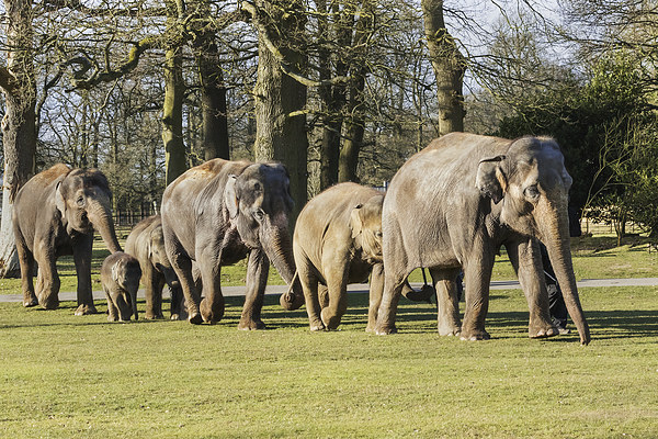 Asian Elephants strolling along all in line  Picture Board by Ian Duffield