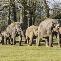 Buy canvas prints of Elephants strolling all in line  by Ian Duffield