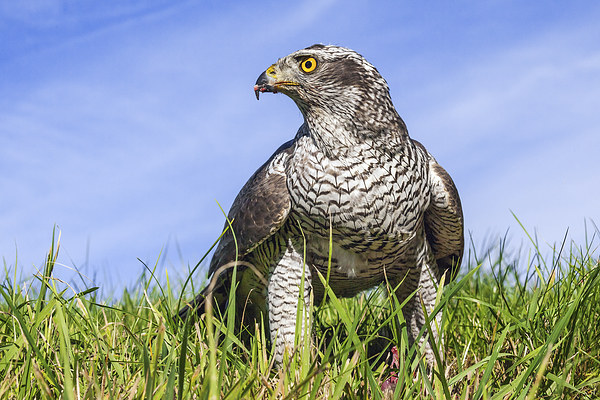 Majestic Goshawk standing tall and proud Picture Board by Ian Duffield