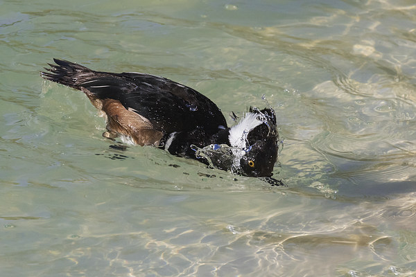  Hooded Merganser dipping its head in clear water Picture Board by Ian Duffield