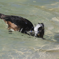 Buy canvas prints of  Hooded Merganser dipping its head in clear water by Ian Duffield