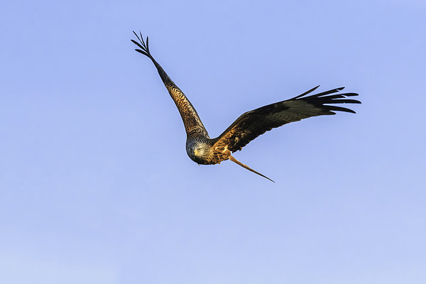  Red Kite head-on Picture Board by Ian Duffield