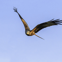 Buy canvas prints of  Red Kite head-on by Ian Duffield