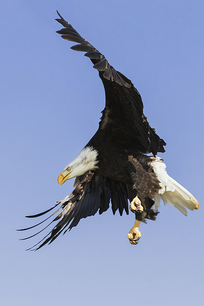  Purposeful Bald Eagle in a blue sky Picture Board by Ian Duffield
