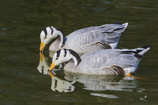 A pair of bar-headed geese and their reflections  Picture Board by Ian Duffield