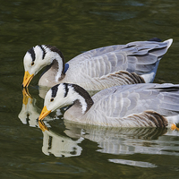 Buy canvas prints of A pair of bar-headed geese and their reflections  by Ian Duffield