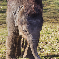 Buy canvas prints of  Baby elephant feeling for food by Ian Duffield